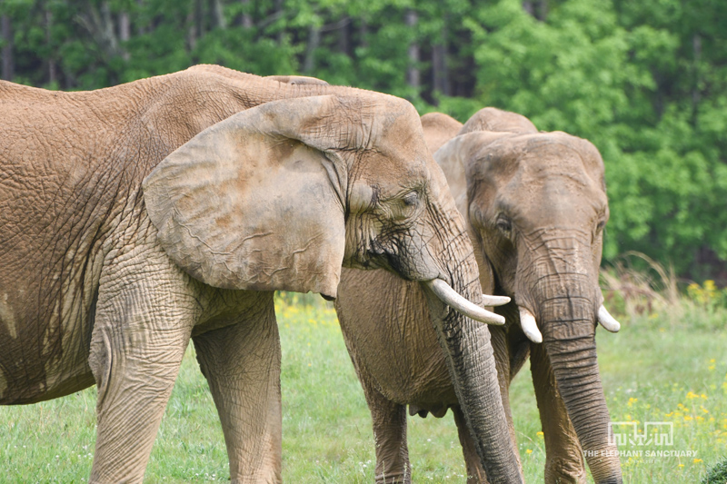Tange and Sukari the African Elephants standing side by side in a field at The Elephant Sanctuary